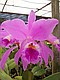 Orquidário Belas Flores