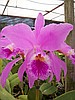 Orquidário Belas Flores