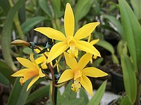 Laelia Flava