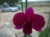 Denphal