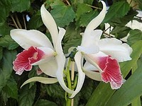 Laelia Purpurata