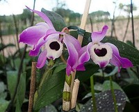 Dendrobium