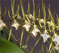 Brassia Rex Halayon