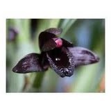 Maxillaria Schunkeana