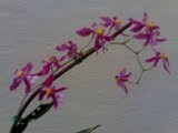 Oncidium Ornithorynchum