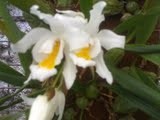 Coelogine