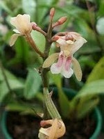 Oeceoclades maculata