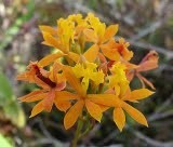 Epidredum
