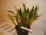 Eria stricta