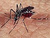 DEDETIZAÇÃO CONTRA MOSQUITO DA DENGUE.