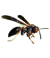 DEDETIZAÇAO DE MARBONDO