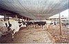 Sistema de Sombreamento Agropecuário