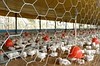 Tela hexagonal viveiro,pinteiro e galinheiro
